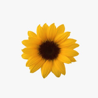 FreshlyRC - SUNFLOWER (Beat)