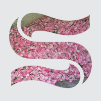 Braxe + Falcon, Alan Braxe & DJ Falcon, Panda Bear - Step by Step